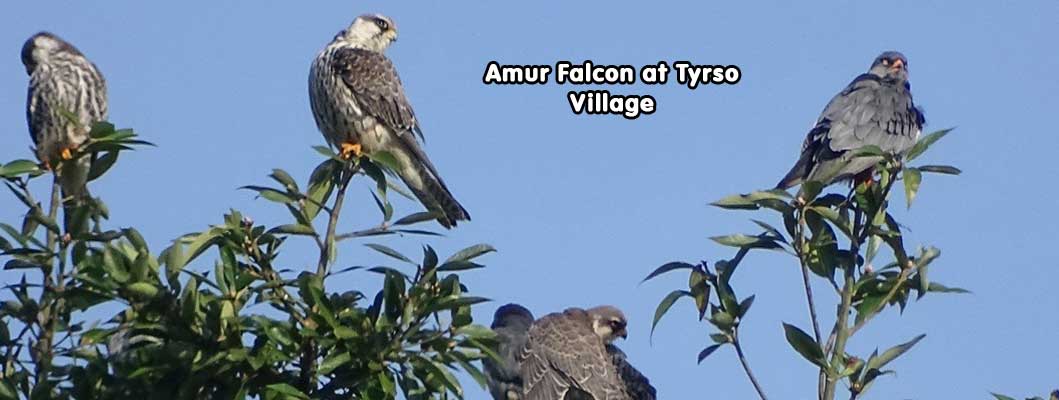 Amur Falcon at Tyrso Village