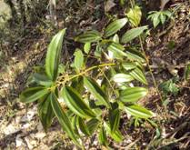 Cinnamomum tamala, plantation