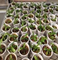 In vitro propogation of Nepenthes khasiana (pitcher plant)