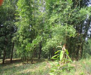 Clumps of Bambusa vulgaris