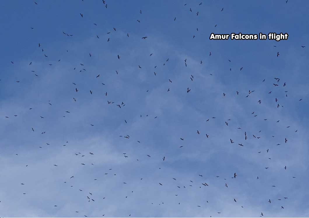 Amur Falcons in flight