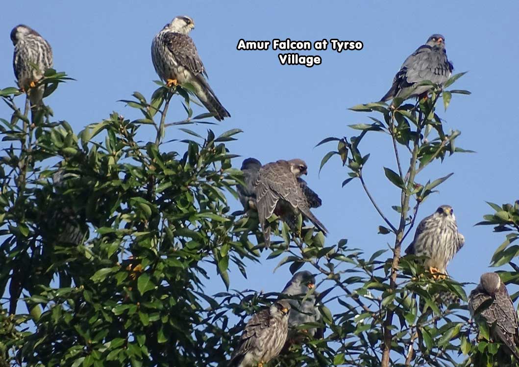 Amur Falcon at Tyrso Village