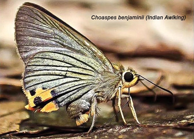 Choaspes benjaminii (Indian Awlking)