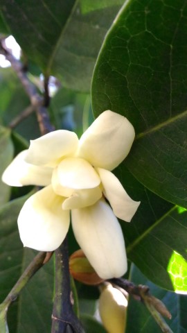 Magnolia punduana