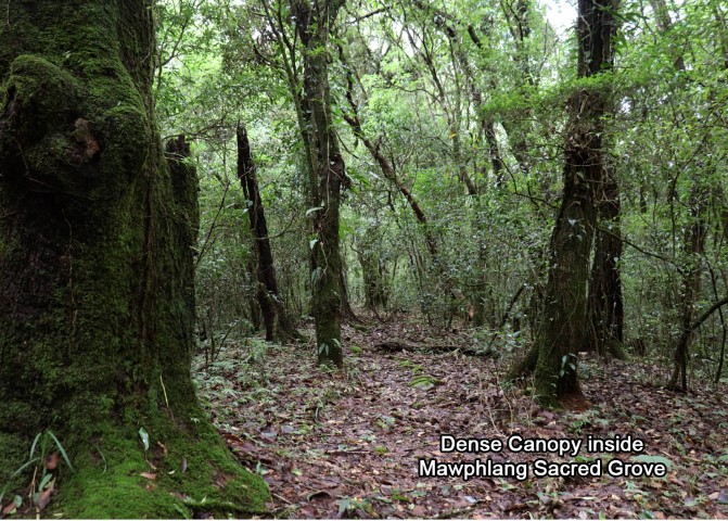 Mawphlang Sacred Grove