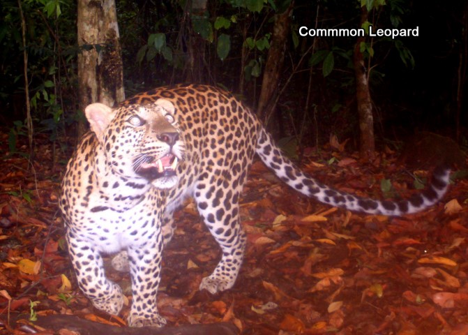 Common Leopard