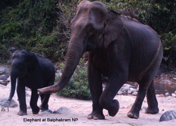 Elephant at Balpakram National Park