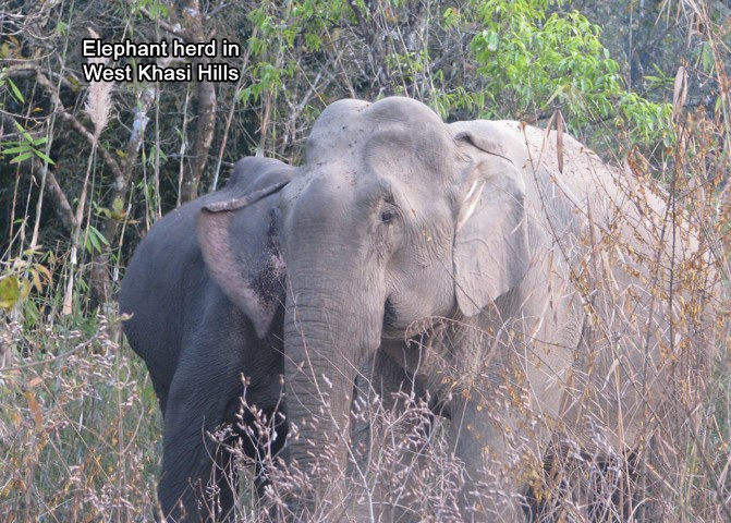 Elephant herd in West Khasi Hills