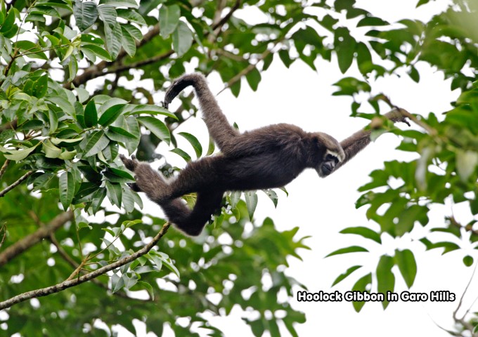 Hoolock Gibbon in Garo Hills