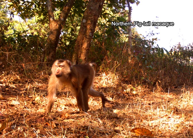 Northern Pig-tail macaque